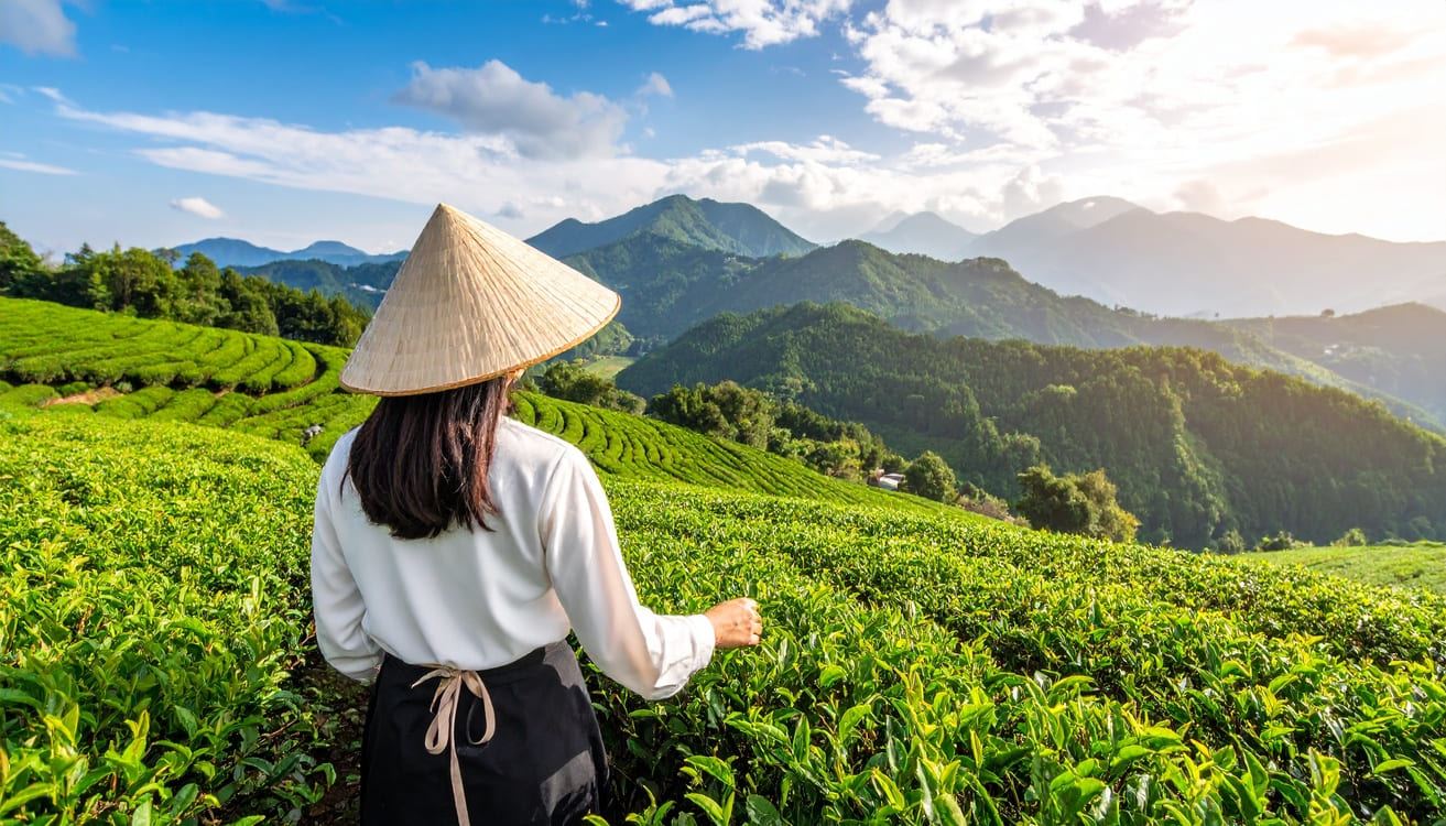同為日月潭紅茶，卻因產區、氣候、製茶過程而變為不同茶種